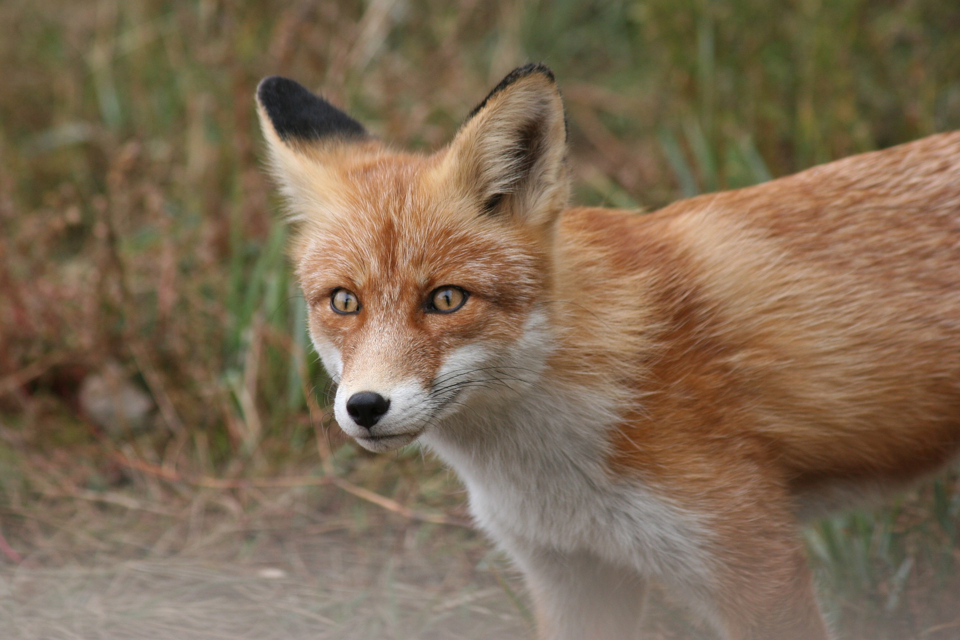 a small fox