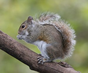 North American gray squirrel