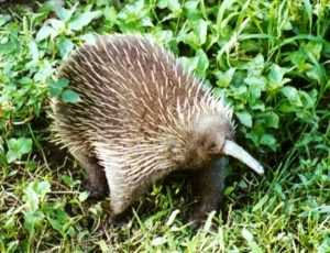 Echidna