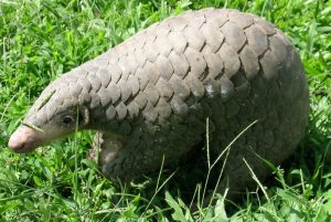 Pangolin