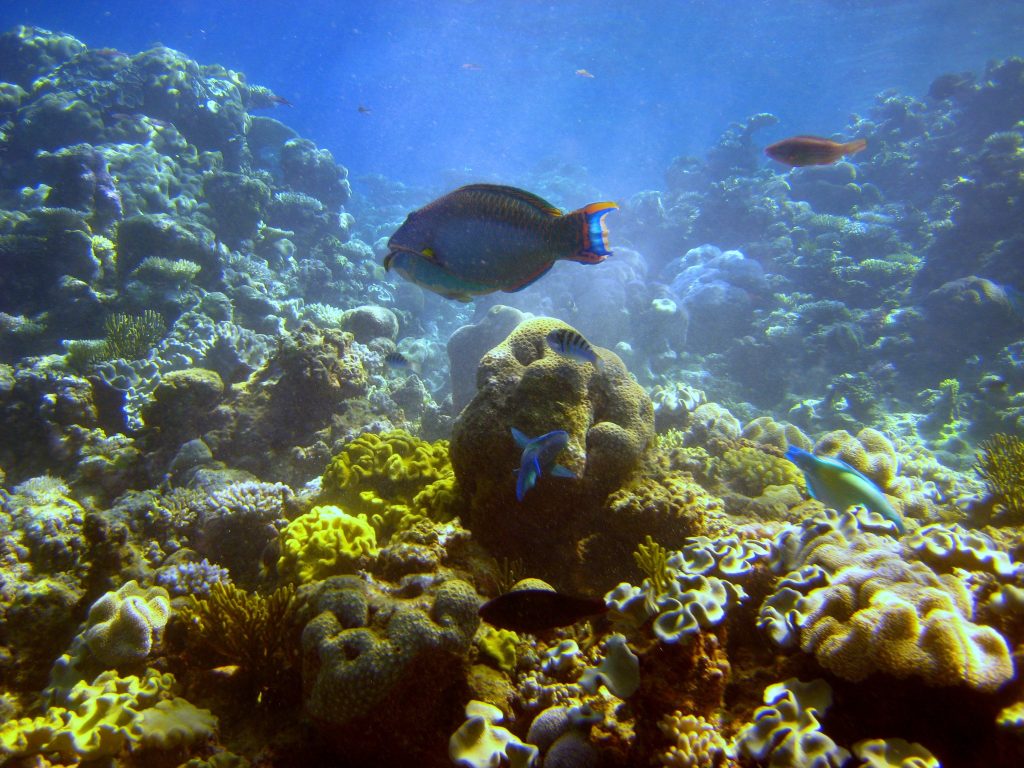 Underwater view of reef