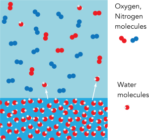 Liquid water in contact with air that is undersaturated with water vapour. Not to scale. CC BY-SA-NC JWF Waldron