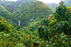 View of tropical forest