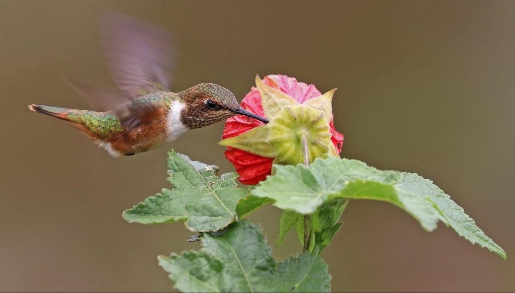 Hummingbird feeding