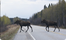 Wildlife on road