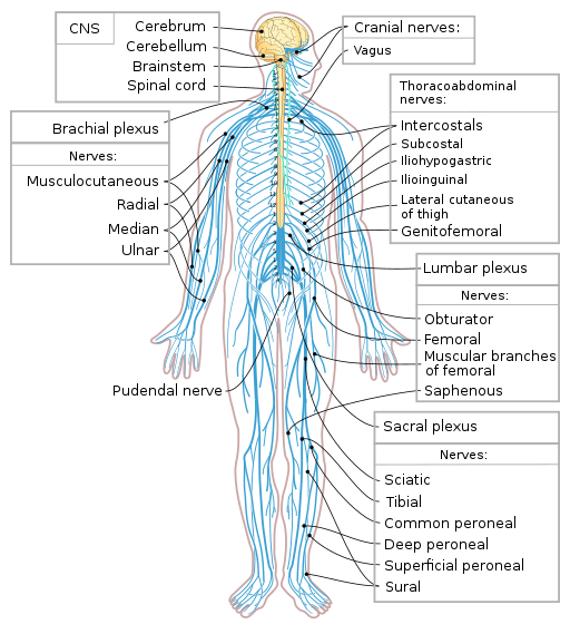 nervous system