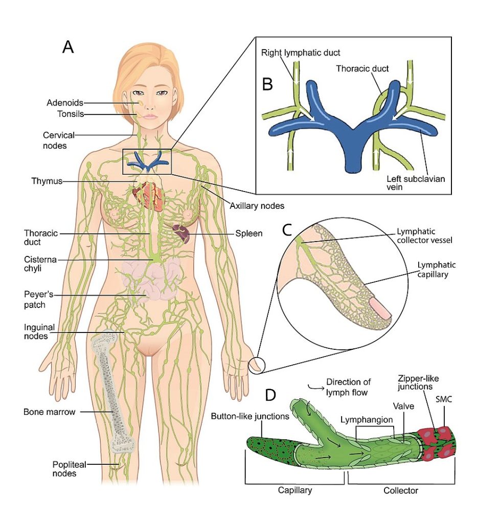 lymphatic system