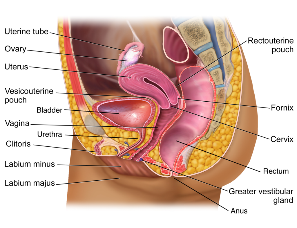 female reproductive system