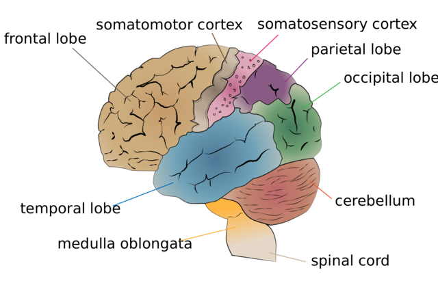 picture of the lobes of the cerebrum