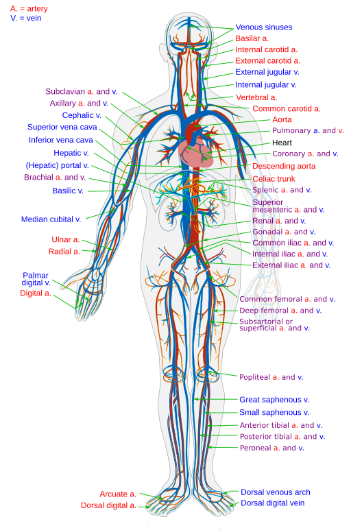 overview of the cardiovascular system