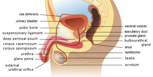 male reproductive system