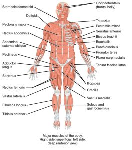 musculoskeletal system