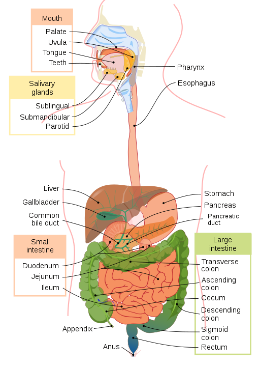 digestive system