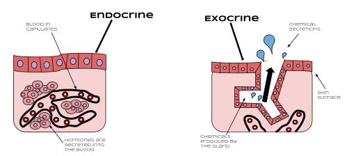 shows difference between endocrine glands and exocrine glands