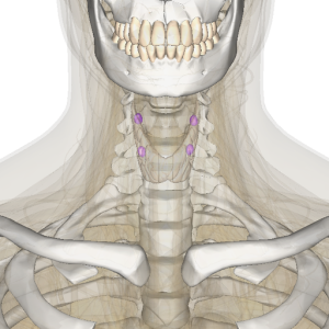 parathyroid glands