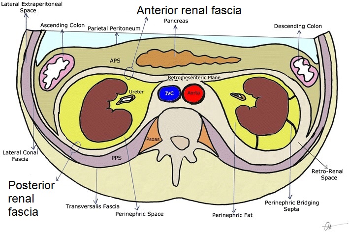 retroperitoneal