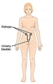 urinary system