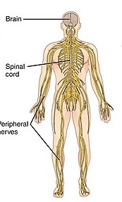 nervous system