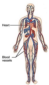 cardiovascular system