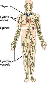 lymphatic system