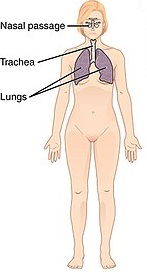 respiratory system