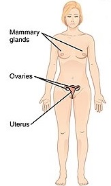 female reproductive system