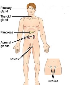 endocrine system