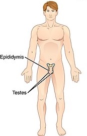 male reproductive system