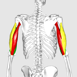 image of triceps