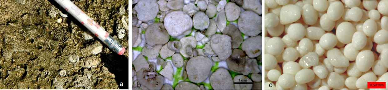 Figure 5.4.3: Carbonate rocks and sediments: (a) mollusc-rich limestone formed in a lagoon area at Ambergris, Belize, (b) foraminifera-rich sediment from a submerged carbonate sandbar in Belize (c) ooids from a beach at Joulters Cay, Bahamas.