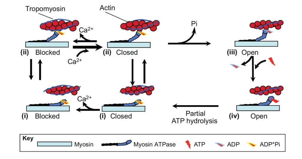 This figure shows a series of drawings, similar to Figure 5-7. In the lower left, calcium is not bound to troponin and the myosin head lies against the thick filament. The binding site on actin is blocked by tropomyosin. In the top left, the myosin head has migrated away from the thick filament, but cannot bind to actin. Moving to the right, calcium binds to troponin and the slight movement of tropomyosin partly reveals the binding site. This is called the closed state. Myosin can bind to actin, but the probability is still low. The binding of myosin to actin results in release of inorganic phosphate and myosin goes into the strong-binding state, further moving tropomyosin and fully exposing the myosin binding sites on actin. This change will increase the probabiiity of myosin binding. The next transition is to the lower right where ATP is shown to bind to myosin, displacing ADP and releasing myosin from actin. On binding to myosin, ATP is partly hydrolyzed to ADP-Pi and the myosin head is cocked into the ready position. As long as the binding site is available, the cross-bridge will cycle, releasing Pi