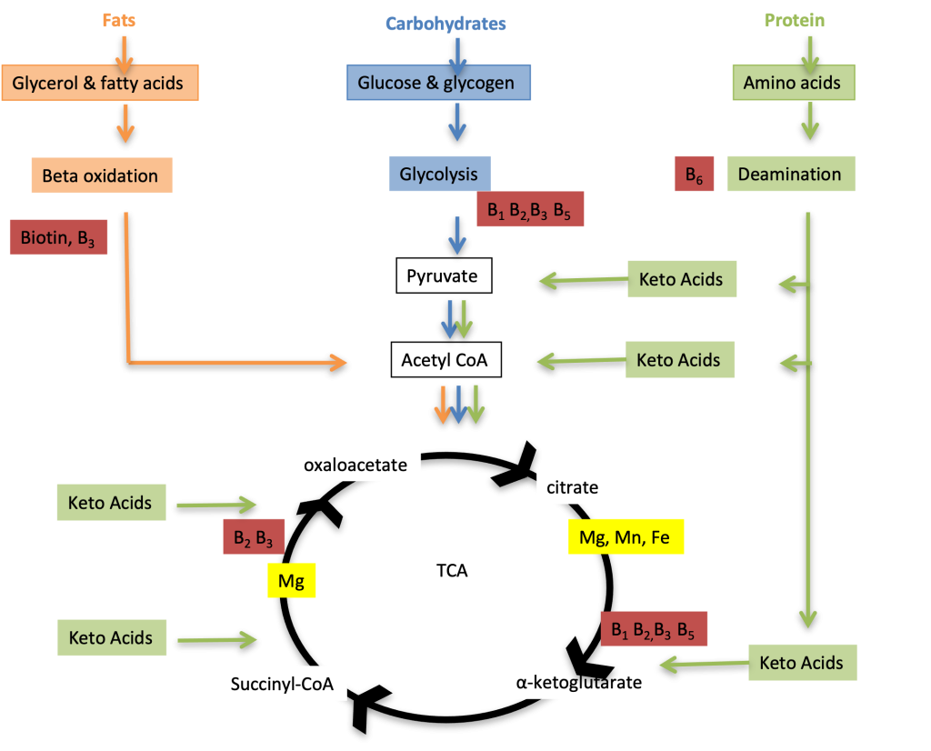 This diagram shows an integrative view of the means by which muscle synthesize ATP for energy requirements. Subtrates are fats, carbohydrates and protein and each of these has a method for entry into the tricarboxilic acie or Kreb Cycle. On the left, fats including glycerol and fatty acids progress through beta oxidation resulting in the formation of acetyl CoA which is incorporated into the Kreb Cycle. Carbohydrates, including glucose and glycogen are shown from the top middle. The process of metabolism is glycolysis, leading to the formation of pyruvate which can be converted to acetryl CoA and incorporated into the Kreb Cycle. Proteins (top right) serve as a source of energy in much smaller quantities than fats and carbohydrates, but can be an important glocose sparing (and replenishing) mechanism. Amino acids can be deaminated and conerted to keto acits which can be transferred to the carbohydrate pathway at pyruvate or acetyl CoA. Some keto acids can also be incorporated into the Kreb Cycle directly.