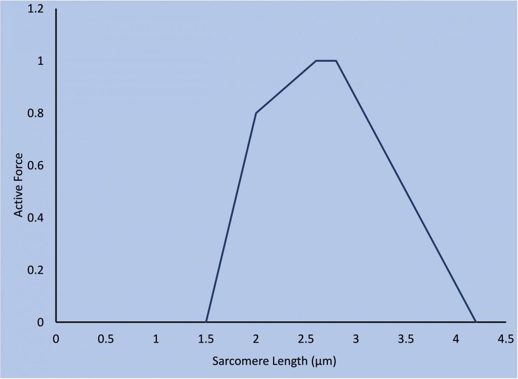 This is the theoretical force-length relationship for human muscle. It looks a lot like the force-length relationship for frog muscle, with a steep rise followed by a more gentle rise and a plateau followed by a linear decrease to zero active force. The difference is the sarcomere lengths corresponding to the different parts of this relationship. The plateau of the relationship is from 2.6 µm to 2.8 µm and the linear decline reaches zero force at 4.25 µm. These differences between the frog and human force-length relationship occur because the thin filaments of the sarcomere are of a different length.