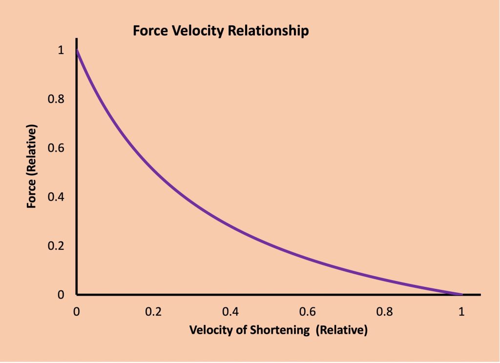 The relationship between force of contraction and velocity of shortening is shown here. In the case where velocity of shortening is regulated, the maximum force a muscle can exert decreases as velocity increases. The decrease is not linear as force decreases more than it would if the relationship was linear. The curved change gives a hyperbolic relationship between force and velocity. At maximal velocity, the muscle cannot generate any force.