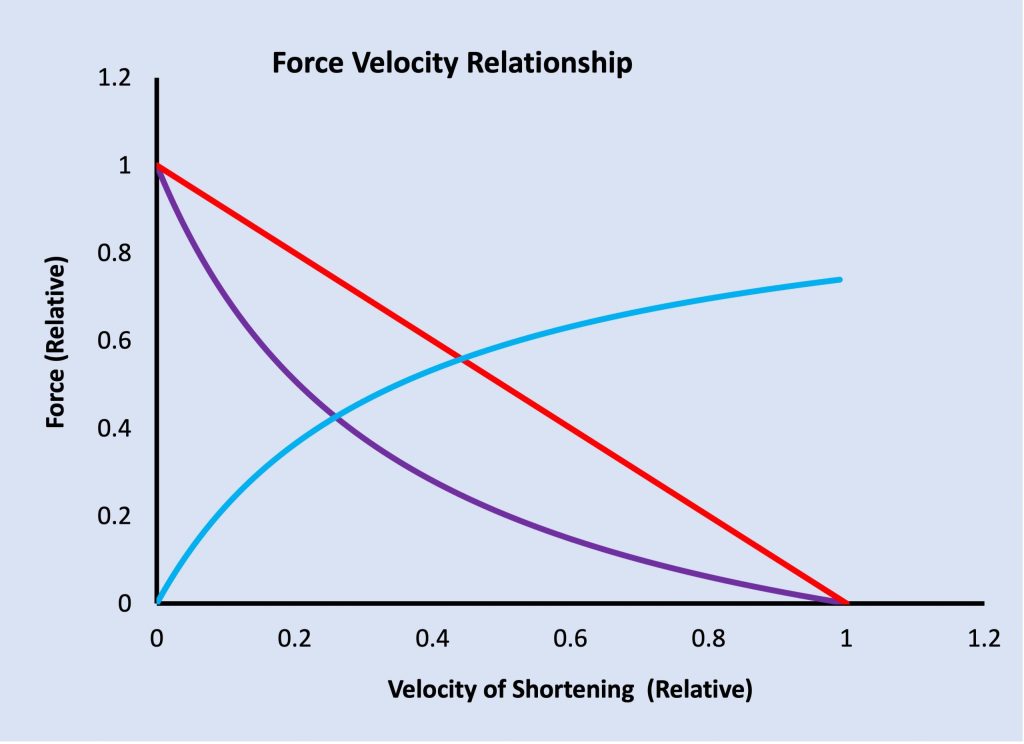 This graph illustrates the mechanism of the force-velocity relationship. The purple line represents the force-velocity relationship for a muscle. It is curved in the typical hyperbolic relationship expected of a mixed muscle (part slow-twitch and part fast-twitch. The red line presents the theoretical force-velocity relationship if the number of cross-bridges bound at any instant is not affected by velocity of shortening and illiustrates what would be expected if the force per cross-bridge decreased linearly as has been reported. The difference between the purple and the red line is the blue line. This line rises quickly at low shortening velocity and less so as velocity increases, approaching a plateau at Vmax. This line represents the hypothetical decrease in number of cross-bridges lost from participating in active interaction at any velocity. The linear decrease in force per cross-bridge and the decrease in number of participating cross-bridges can explain the shape of the force-velocity relationship.