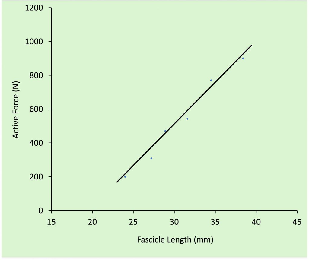 The relationship between active force and fascicle length is shown with dots representing individual contractions and a line of best fit drawn through the points. The line increases from about 200 N at 24 mm to about 900 N at 38 mm. In this case, it appears that the muscle is functioning on the ascending limb of the force-length relationship. A slope in the opposite direction would be expected if the muscle was functioning on the descending limb.