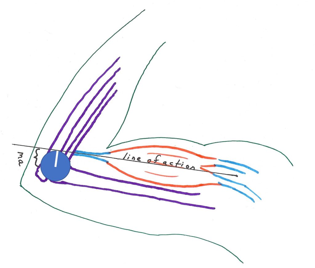 Drawing of arm, showing bones and biceps muscle with tendon connecting to radius and projecting to shoulder.