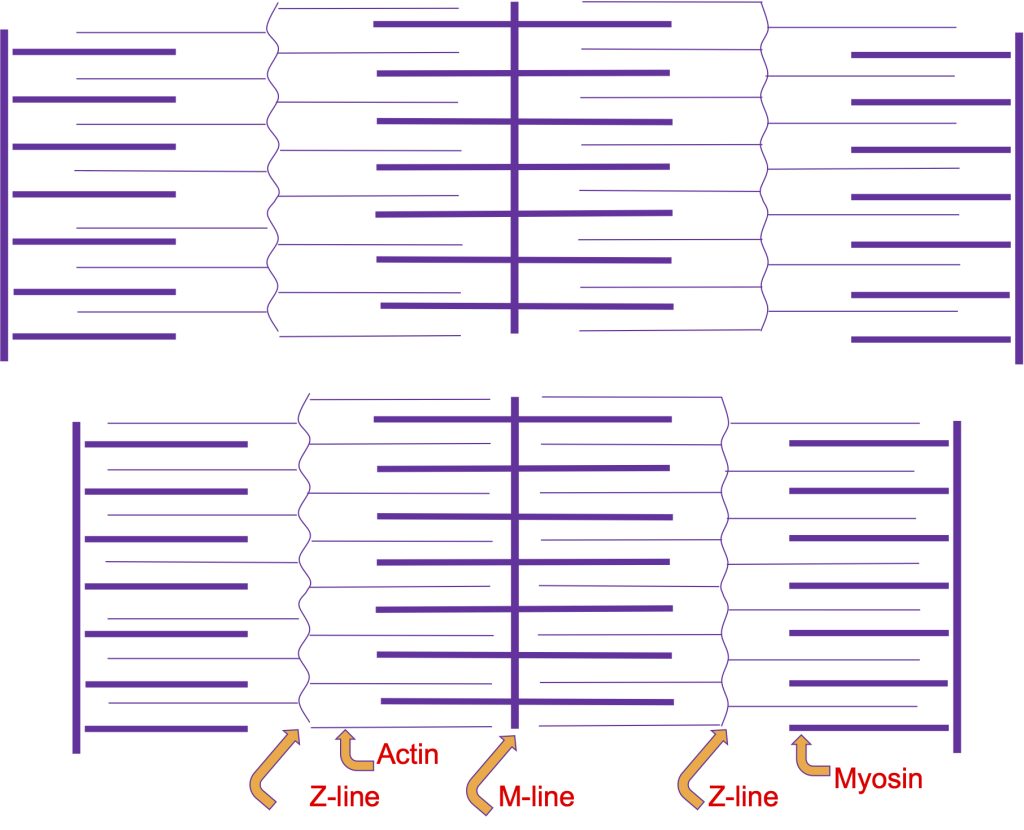 A diagram showing actin and myosin filaments. A full sarcomere is shown in the middle with half sarcomeres on each side. The upper panel shows a long sarcomere length and the lower panel shows the ends pushed in with the filaments interdigitating such that length change is accomplished with no change in filament length.