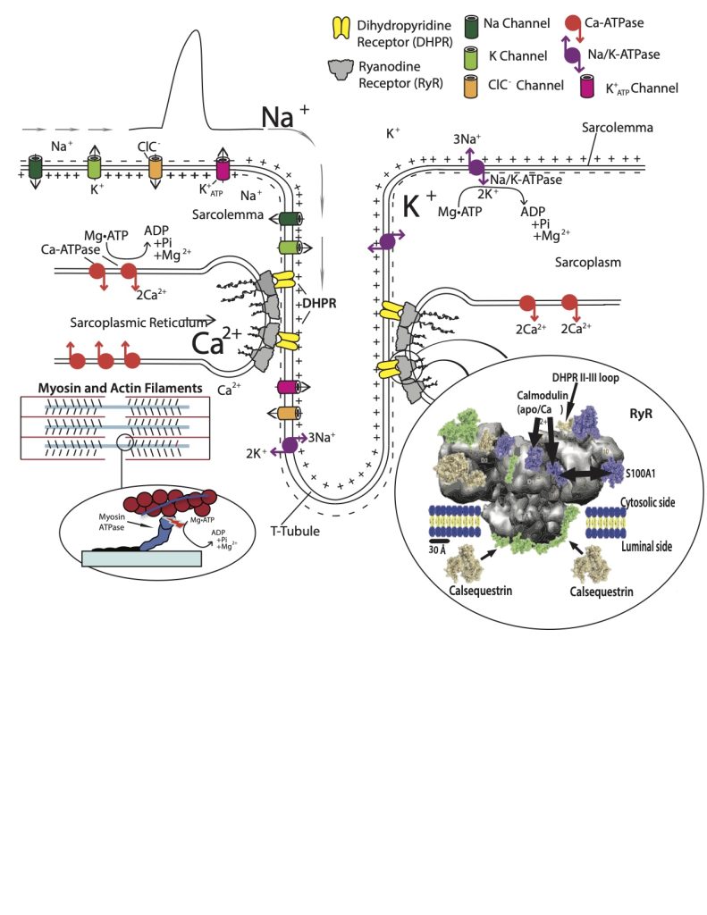 Drawing of membrane systems associated with excitation-contraction coupling. Surface membrane is shown with sodium and potassium concentration gradients changing and membrane potential indicated as changing from inside negative to inside positive. Several ion channels are shown in the plasmalemma (fast sodium, fast potassium, chloride channel and potassium ATP channel. The membrane dips down, illustrating the transverse tubule, with more ion channels and dihydropyridine channels, connected to ryanodine receptors on the terminal cisternae inside the myocyte. The sarcoplasmic reticulum has a high concentration of Ca2+ and Calcium ATPase pumps embedded in its membrane. A sarcomere is shown beneath the sarcoplasmic reticulum and an expanded view of a myosin cross-bridge interacing with actin while Ca2+ is bound to troponin. On the lower right, and expanded view of a ryanodine receptor is shown with binding sites for calmodulin, calsequestrin, S100A1 and the dihydropyridine receptor II-III loop. On the top right, a sodium potassium ATPase is shown, transferring sodium out of the cell and potassium in (3:2 for each ATP).