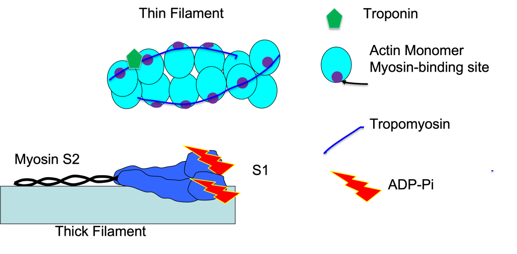 Drawing of two chains of actin monomers, wrapped in an alpha helix formation with the myosin binding site (indicated by purple dot) covered by tropomysin strand. The two myosin heads of a myosin molecule are shown lying against the thick filament backbone each with ADP-Pi bound to the S1 segment.