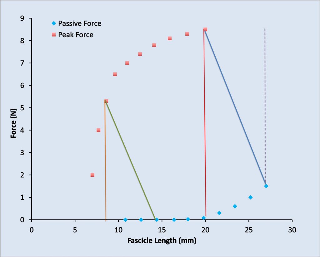 This image shows passive and peak force across different lengths. Passive force is negligible from 10 to 20 mm, but increases to 1.5 N at 27 mm. Peak force is 2 N at 7 mm and increases sharply to 6.4N at 10 mm. The increase is smaller going from 10 mm to 20 mm. When the muscle contracts, although ends are held fixed, the fascicles shorten. When the muscle begins at 27 mm, the fascicles shorten to 20 mm with a peak force of 8.5 N. If the passive force measured prior to the contraction is subtracted to calculate active force, the value obtained will be much less than if the passive force at the end fascicle length (near zero). At shorter lengths passive force is low or zero, so it makes less of a difference.