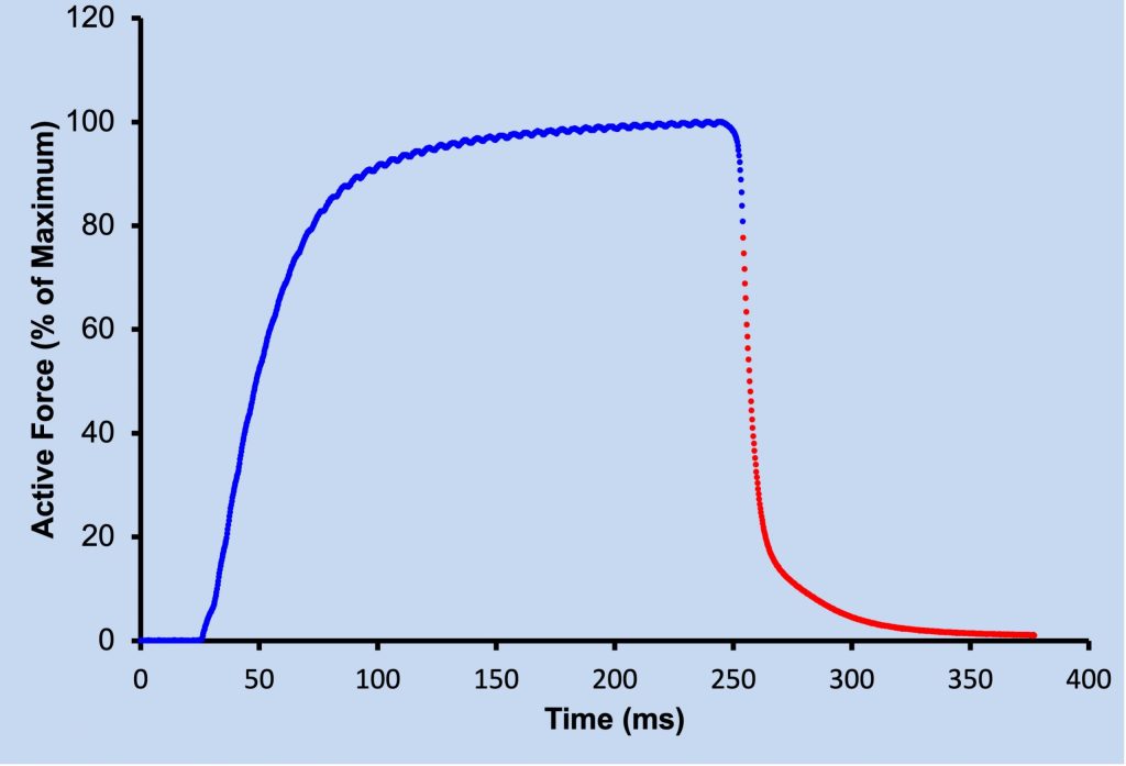 Active force rises from the baseline, quickly at first, then more slowly, reaching a peak before suddenly decreasing in an exponential manner; quickly at first, then progressively more slowly, returning to the baseline, with a very slow decline near the end.