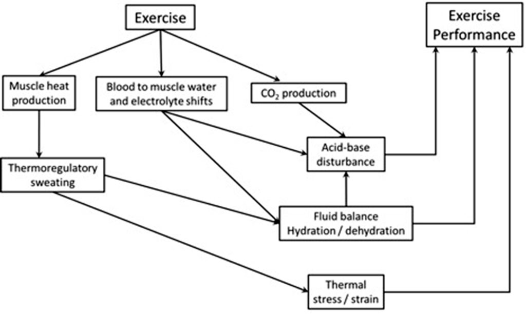 This diagram illustrates the potential disturbances to homeostasis resulting from exercise that can in turn, influence exercise performance. A box at the top middle says "exercise". This is connected to three boxes below: muscle heat production, blood to muscle water and electrolyte shifts and CO2 production. Each of these changes has consequences. Heat production leads to thermoregulatory sweating, which affects fluid balance, hydration/dehydration and/or thermal stress/strain. Water and electrolyte shifts affect acid-base disturbance and fluid balance hydration/dehydration. CO2 production will influence acid-base disturbance. Exercise performance can be altered by acid base disturbance, fluid balance and thermal stress/strain.