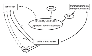 The impact of CO2 on acid-base balance means ventilation is an important factor in controlling pH. Here, the interactions of ventilation and metabolism on acid-base balance is illustrated. In the centre oval provides a list of the relevant acid-base variables: pH, PCO2, bicarbonate and metabolic acids (A-). On the top left is ventilation, which brings O2 into the body and gets rid of CO2. Ventilation is regulated (dashed lines indicate this) by metabolic processes changing PCO2 and PO2 as well as central detection f pH indicated by the dashed line from the middle oval. Cellular metabolism in the mid bottom of the figure uses O2 and produces CO2. Throughout the body, transport of ions will impact SID which in turn will impact the dependent acid-base variables.