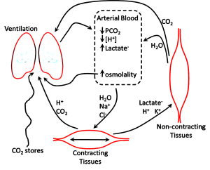 This diagram illustrates the interplay of body parts in affecting acid-base balance during high intensity exercise. On the left is ventilation. in the middle is arterial blood. on the right is inactive muscle and at the bottom is contracting muscle. Contracting muscle takes up water, Na+, and Cl- and release H+, CO2, lactate and K+. Inactive muscle takes up lactate, H+ and K+ and releases CO2 and H2O. Ventilation not only provides O2, but gets rid of CO2. Not only the extra CO2 produced in the active muscles, but CO2 stores are reduced due to the hyperventilation. Changes in the blood include a decrease in pH, but also of PCO2, lactate increases as does osmolarity.