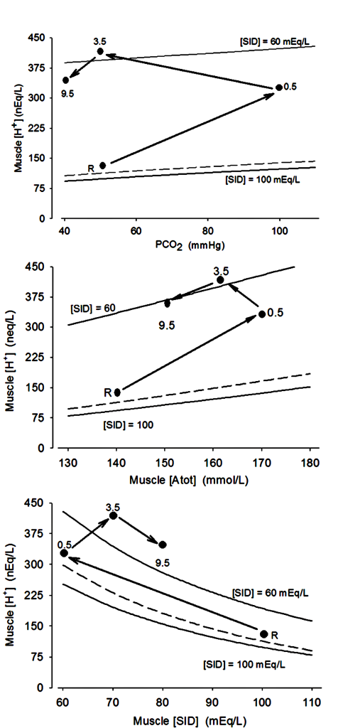 There are three graphs in this sequence, each describing some aspect of acid-base balance during and following an intense 30 s bout of exercise. in the first graph, muscle [H+] is plotted against PCO2. At rest, pH is about 100 nequ/L and PCO2 is about 60 mmHg. At the end of the 30 s exercise, Muscle [H+] has increased to about 300 nequ/L and PCO2 is 100 mm Hg. During recovery, muscle [H+] continues to increase to 400 by 3.5 min, but PCO2 falls to 60 in this time. After 9.5 min of recovery, [H+] is 345 and PCO2 is 40 mmHg. Isopleths showing constant SID go from 378 to 400 nEq/L [H+] with changes in PCO2 from 40 to 100 mmHg.In the second graph, muscle [H+] is plotted against total muscle acids or muscle Atot. Both of these increase during the exercise, but total acids decrease in the first 30 s of recovery while muscle [H+] continues to increase until 3.5 min. Then both decrease along the isopleth for 80 SID. The third graph shows muscle [H+] vs Muscle SIDAt rest, SID is about 100 mEq/L and after 30 s of intense exercise it is 62 at which time muscle [H+] is 325. Muscle H+ continues to rise as Atot recovers a little, then muscle [H+] falls with another small change in muscle SID.