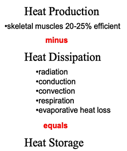 Added heat to the body or heat storage results from heat production in our muscles during exercise, minus the heat dissipation through radiation, conduction, convection and evaportative heat loss including through respiration.