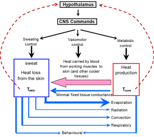 This diagram illustrates the importance f the hypothalamus in regulating body temperature. The hypothalamus has local sensors that detect the temperature of the blood flowing through it, representing core temperature and temperature of the skin via afferent neurons. The hypothalamis reacts by changing the central nervous system commands to alter heat storage. In the diagram, CNS commands box links to three outputs: sweating control, vasomotor control and metabolic control. Each of these can modify heat storage. Sweating control will influence heat loss from the skin by evaporation (large blue arrow near the bottom of the figure, but skin temperature will also affect heat exchange by radiation, conduction and convection (smaller blue arrows at bottom of the figure. Lowest blue arrow is "behaviour" which can be modified by changes in core temperature and/or skin temperature. Vasomotor control will influence the heat carried to the surface from the working muscles. Metabolic control will influence heat production which will modify core temperature.