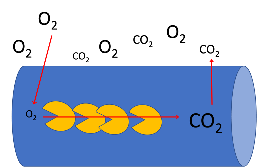 A cylinder, representing a myocyte is shown with oxygen and carbon dioxide inside and outside. Large symbols for O2, outside the cell represent high concentration and small symbols for oxygen represent low concentration inside the cell. Carbon dioxide is large inside for the high concentration and small outside representing the low concentration. Inside the cell are several "pacman" like circles, appearing to consume the oxygen, like the cellular processes in the mitochondria. Red arrows illustrate the path of O2 into the cell, down the concentration gradient. Another red arrow shows oxygen going through the oxygen consuming processes in the myocyte resulting in the formation of CO2. A third red arrow illustrates the movement of CO2 out of the cell.