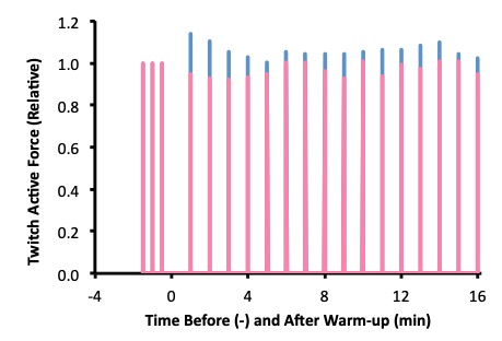 twitch contractions are illustrated over time, before and after either the traditional warm-up or a modified warm-up. Twitch amplitude is presented relative to the prewarm-up contractions, so these three have an amplitude of 1. After the traditional warmup , twitch amplitude, presented as pink, is reduced, indicating fatigue. The blue extension indicates the extra force of twitch contractions after the modified warm-up. In the four min after the modified warm-up, twitch amplitude decreases from a peak at 1 min of 1.18, ending at 1.05 at 4 min. Afterwards, the amplitude seems to vary randomly.